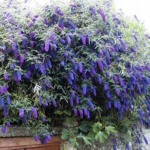 Empire Blue Kelebek Çalısı saksıda yetişmiş buddleja ithal