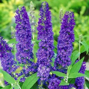 Empire Blue Kelebek Çalısı saksıda yetişmiş buddleja ithal