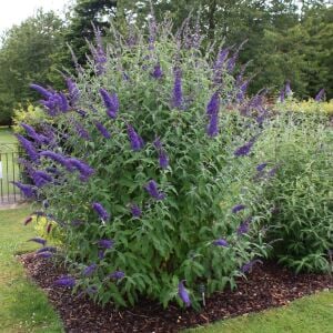 Empire Blue Kelebek Çalısı saksıda yetişmiş buddleja ithal