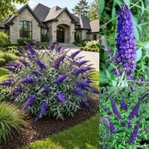 Empire Blue Kelebek Çalısı saksıda yetişmiş buddleja ithal