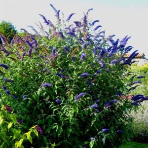 Empire Blue Kelebek Çalısı saksıda yetişmiş buddleja ithal