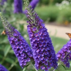 Empire Blue Kelebek Çalısı saksıda yetişmiş buddleja ithal