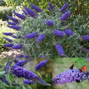 Empire Blue Kelebek Çalısı saksıda yetişmiş buddleja ithal