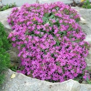 Saponaria tohumu sarkan mine çiçeği pembe