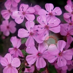Saponaria tohumu sarkan mine çiçeği pembe