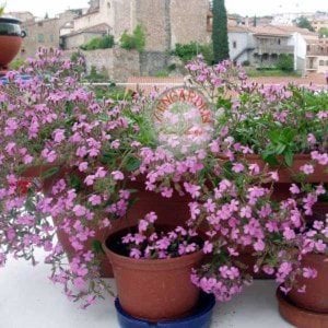 Saponaria tohumu sarkan mine çiçeği pembe