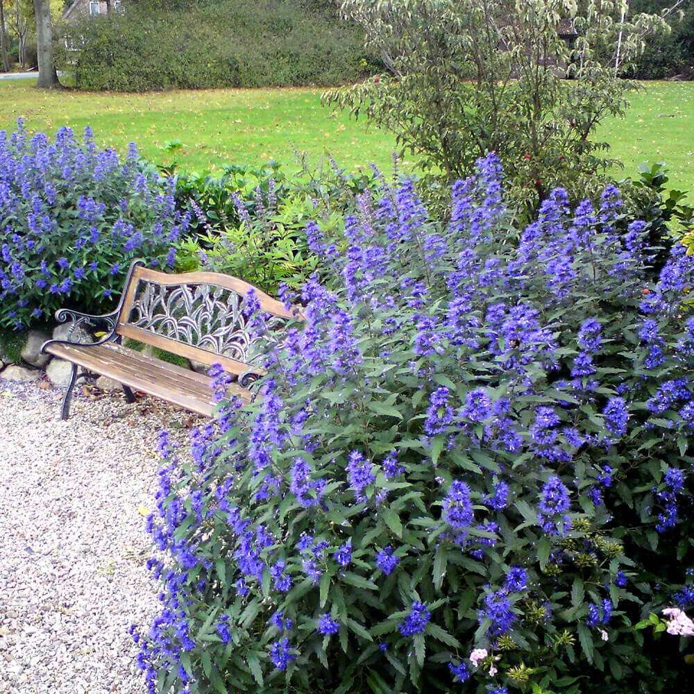 Kew Blue Mavi Sakal Çalısı Fidanı Saksıda caryopteris clandonensis