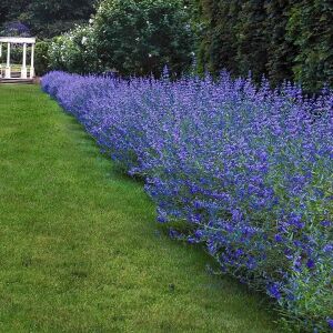Kew Blue Mavi Sakal Çalısı Fidanı Saksıda caryopteris clandonensis