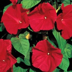 Kırmızı gündüz sefası tohumu Scarlet O\'Hara ipomoea nil