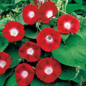 Kırmızı gündüz sefası tohumu Scarlet O\'Hara ipomoea nil