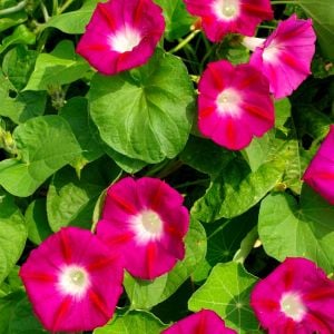 Kırmızı gündüz sefası tohumu Scarlet O\'Hara ipomoea nil
