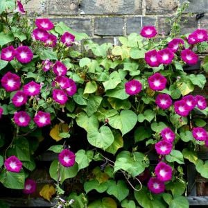 Kırmızı gündüz sefası tohumu Scarlet O\'Hara ipomoea nil