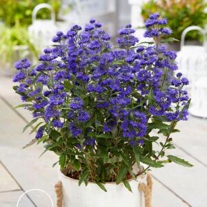 Kew Blue Mavi Sakal Çalısı Fidanı Saksıda caryopteris clandonensis