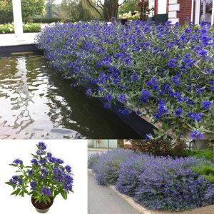 Kew Blue Mavi Sakal Çalısı Fidanı Saksıda caryopteris clandonensis