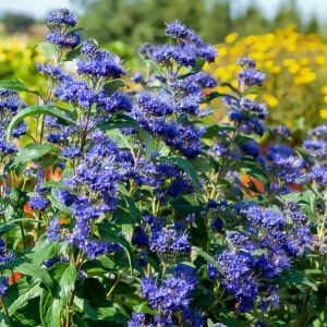 Kew Blue Mavi Sakal Çalısı Fidanı Saksıda caryopteris clandonensis