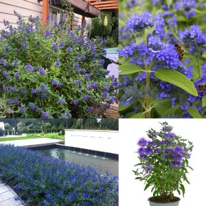 Kew Blue Mavi Sakal Çalısı Fidanı Saksıda caryopteris clandonensis