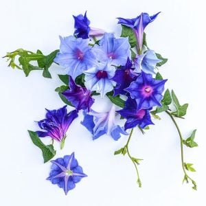 Çivit mavi gündüz sefası tohumu ipomoea nil picotee blue