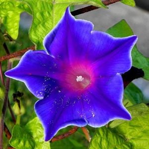 Çivit mavi gündüz sefası tohumu ipomoea nil picotee blue