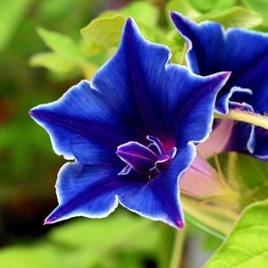 Çivit mavi gündüz sefası tohumu ipomoea nil picotee blue