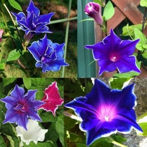Çivit mavi gündüz sefası tohumu ipomoea nil picotee blue
