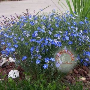 Mavi linum tohumu grandiflorum