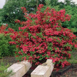 Red Prince Gelin Tacı saksıda yetişmiş weigela