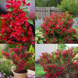 Red Prince Gelin Tacı saksıda yetişmiş weigela