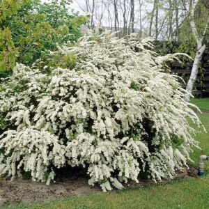 Snowmound İspirya fidanı saksıda ithal spiraea snowmound