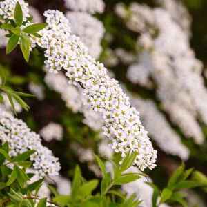 Snowmound İspirya fidanı saksıda ithal spiraea snowmound