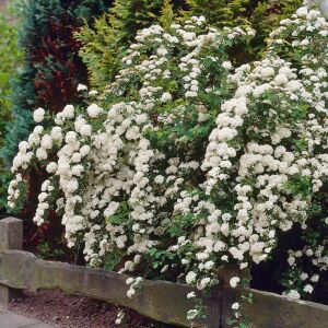 Snowmound İspirya fidanı saksıda ithal spiraea snowmound