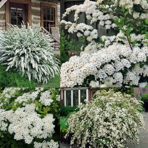 Snowmound İspirya fidanı saksıda ithal spiraea snowmound