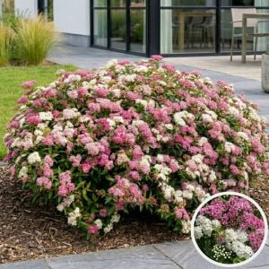 Genpei İspirya fidanı saksıda ithal spiraea Genpei