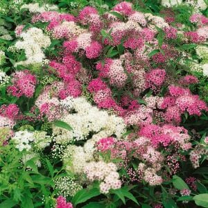 Genpei İspirya fidanı saksıda ithal spiraea Genpei