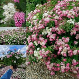 Genpei İspirya fidanı saksıda ithal spiraea Genpei