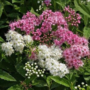 Genpei İspirya fidanı saksıda ithal spiraea Genpei