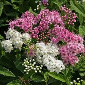 Genpei İspirya fidanı saksıda ithal spiraea Genpei