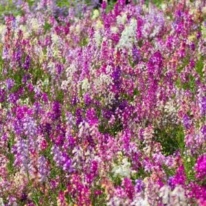 Peri buketi linaria tohumu karışım