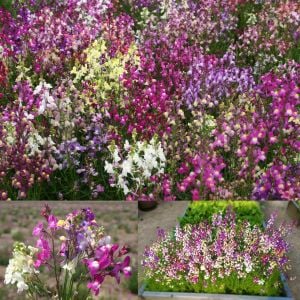 Peri buketi linaria tohumu karışım