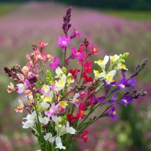 Peri buketi linaria tohumu karışım