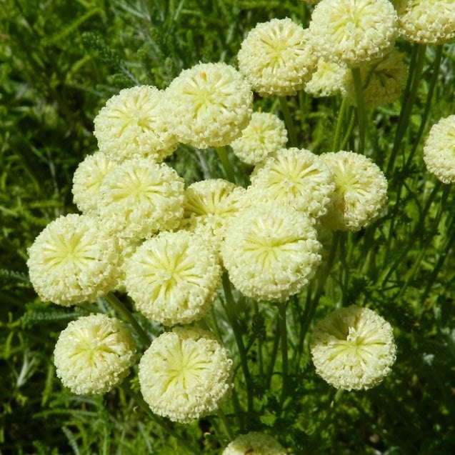 Etrusca santolina fidesi iri krem çiçekli lavantin