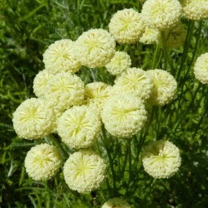 Etrusca santolina fidesi iri krem çiçekli lavantin