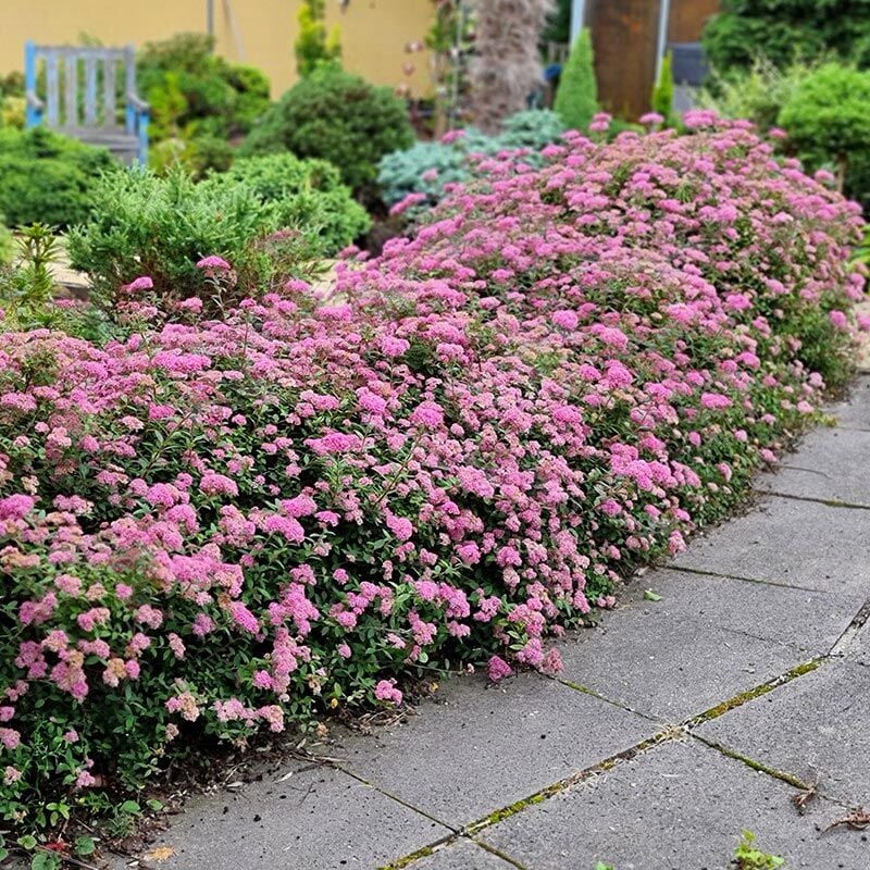 Spiraea Little Princess İspirya fidanı saksıda ithal Spiraea Little Princess