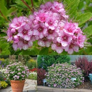 Spiraea Little Princess İspirya fidanı saksıda ithal Spiraea Little Princess