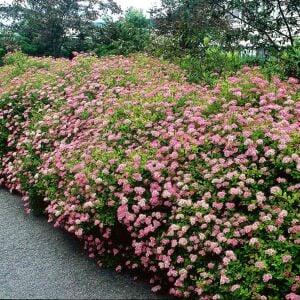 Spiraea Little Princess İspirya fidanı saksıda ithal Spiraea Little Princess
