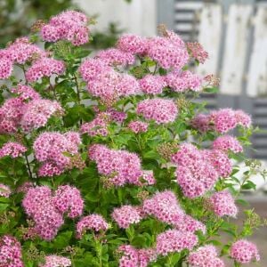 Spiraea Little Princess İspirya fidanı saksıda ithal Spiraea Little Princess