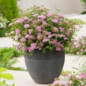 Spiraea Little Princess İspirya fidanı saksıda ithal Spiraea Little Princess