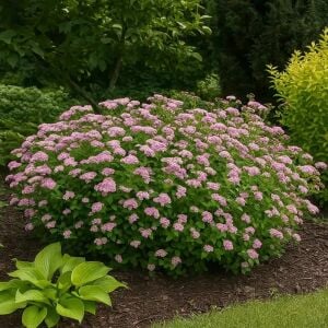 Spiraea Little Princess İspirya fidanı saksıda ithal Spiraea Little Princess