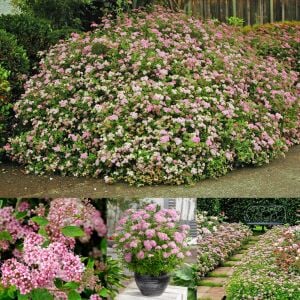 Spiraea Little Princess İspirya fidanı saksıda ithal Spiraea Little Princess