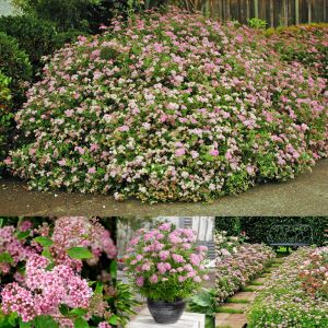 Spiraea Little Princess İspirya fidanı saksıda ithal Spiraea Little Princess