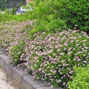 Spiraea Little Princess İspirya fidanı saksıda ithal Spiraea Little Princess